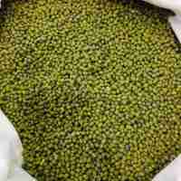 Beli kacang ijo Murah di Toko Sembako Sumber Bahagia (SB Grosir)